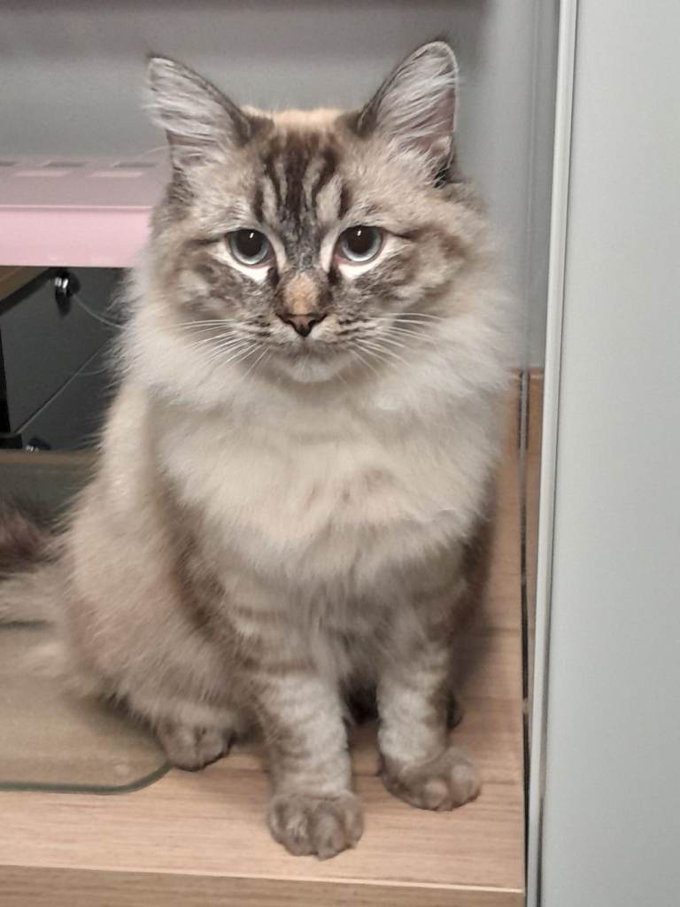 18 month old, neutered male ragdoll