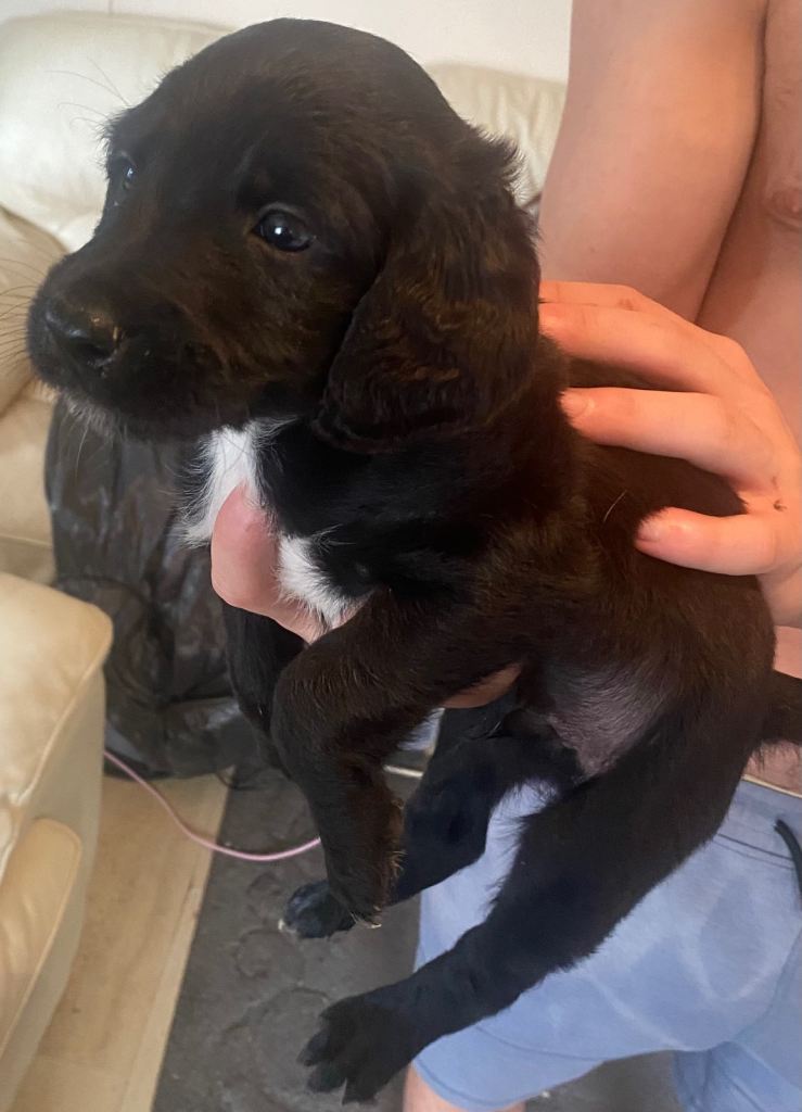 Patterdale terrier puppies 