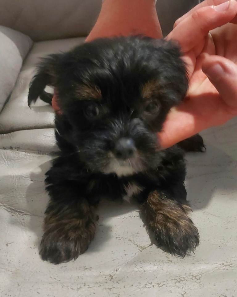 Adorable 1 yorkie  girl puppy