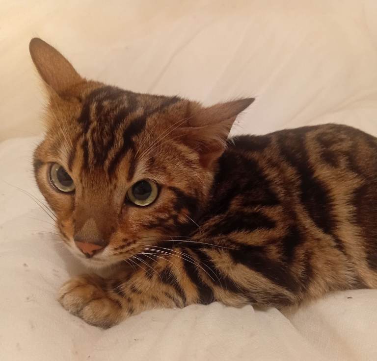 Kittens bengal 5 Montns old pedigree