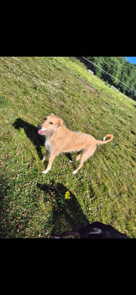 Lurcher milo 