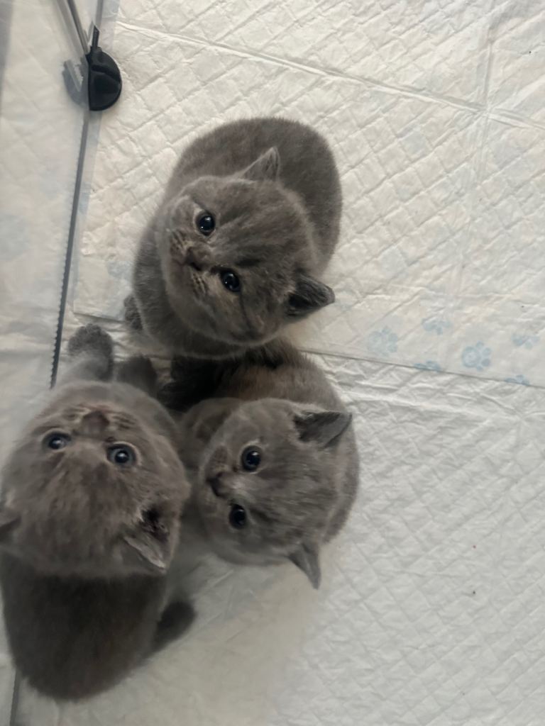 3 gorgeous British Blue Shorthair Kittens