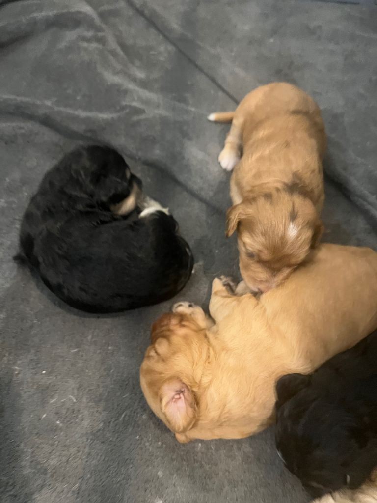 Stunning miniature F1B cockapoos!