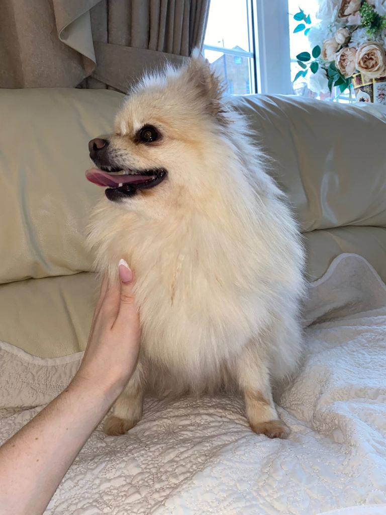 Beautiful Pomeranian girl for sale