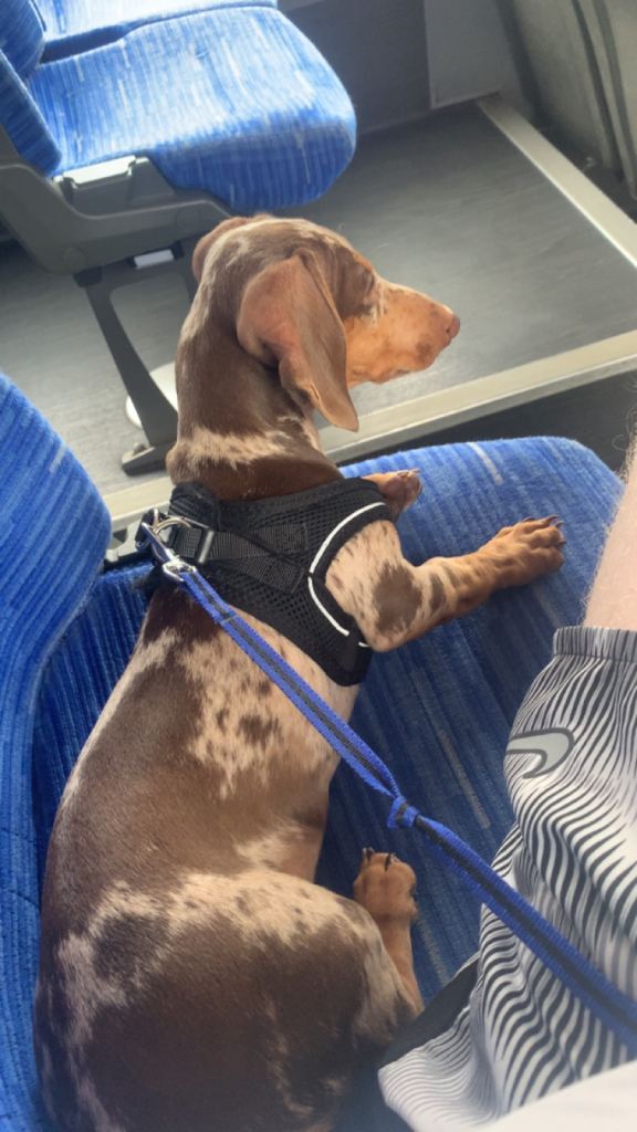 Puppy for sale 