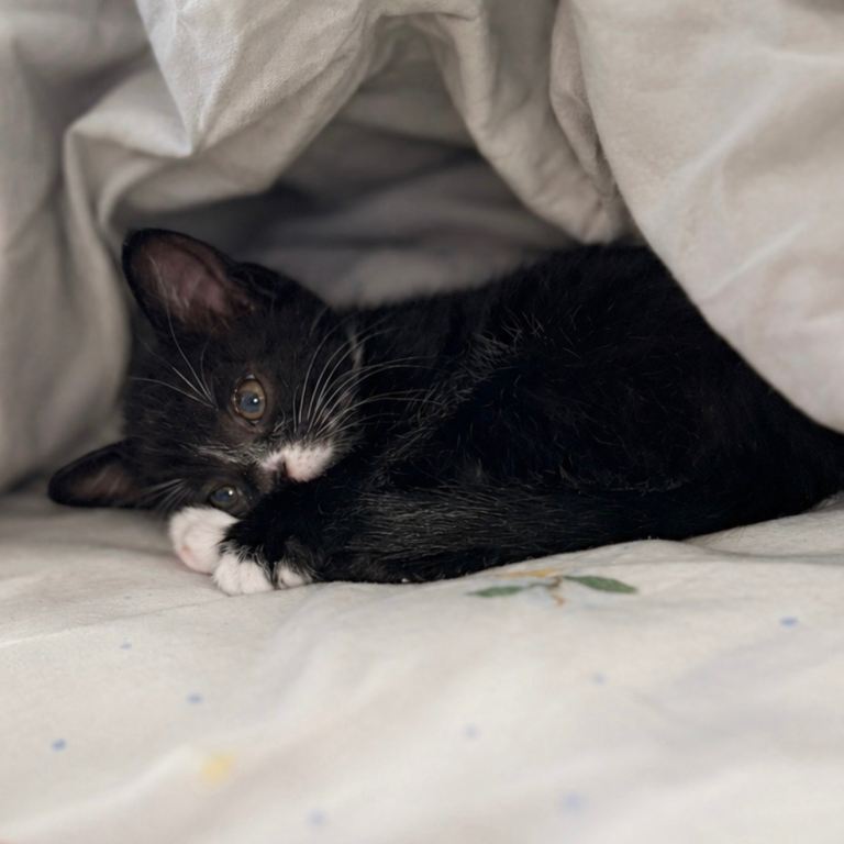 Black & White kitten