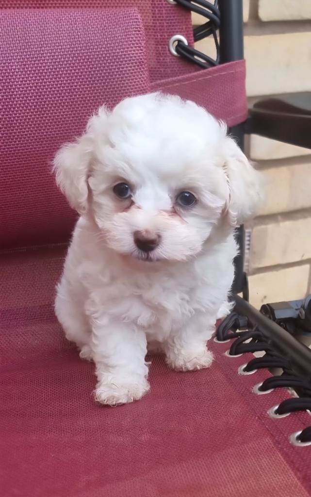 Bichon frise puppy