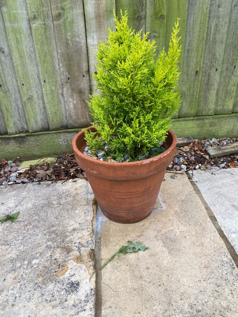 Healthy Small Conifer Plant in Terracotta Pot