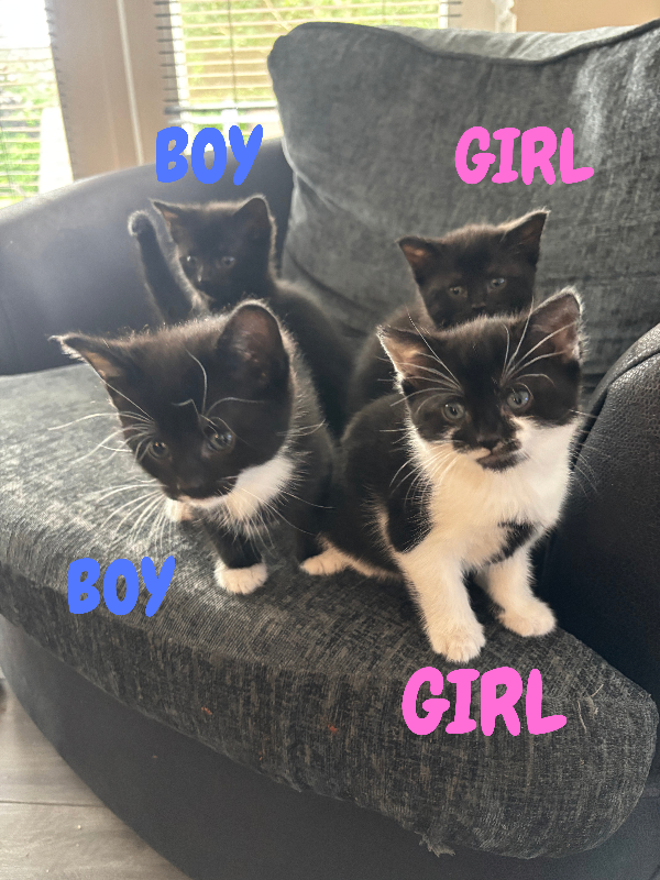 4 Beautiful Black/White Kittens 6 Weeks Old Male and Female Ready At 8 Weeks