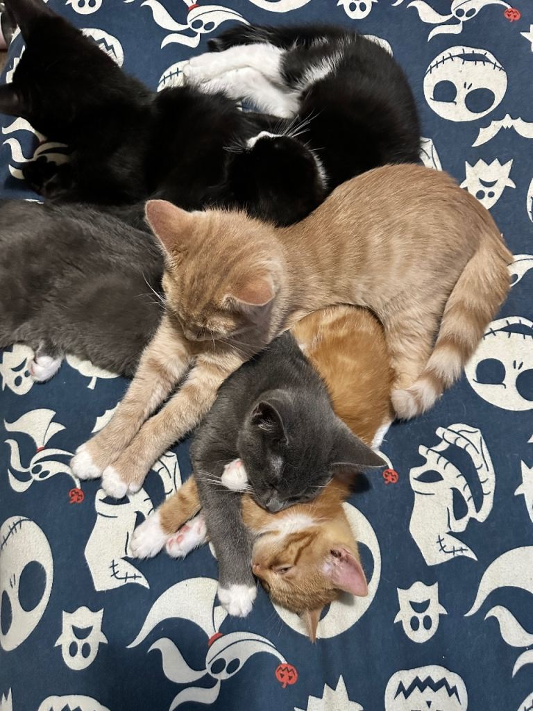 Adorable Kittens Looking for Forever Homes