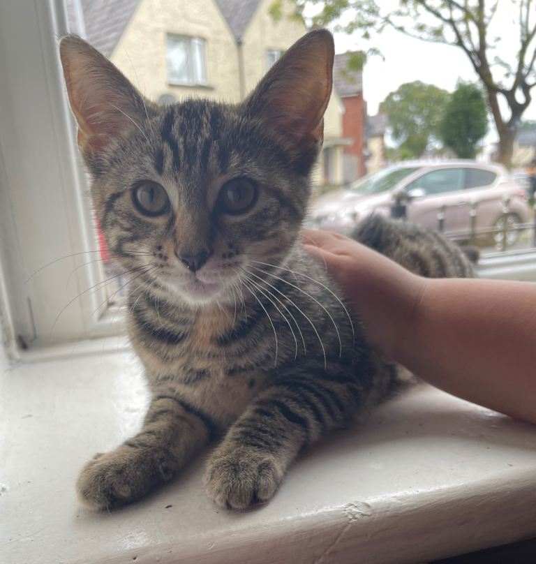 Kitten 