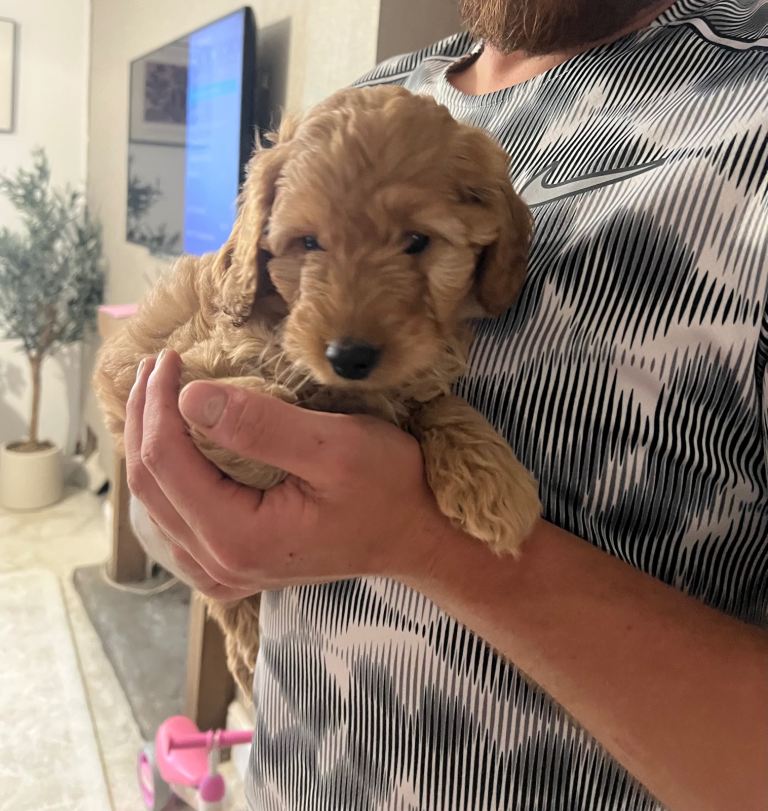 Cockapoo puppy 8 weeks old 