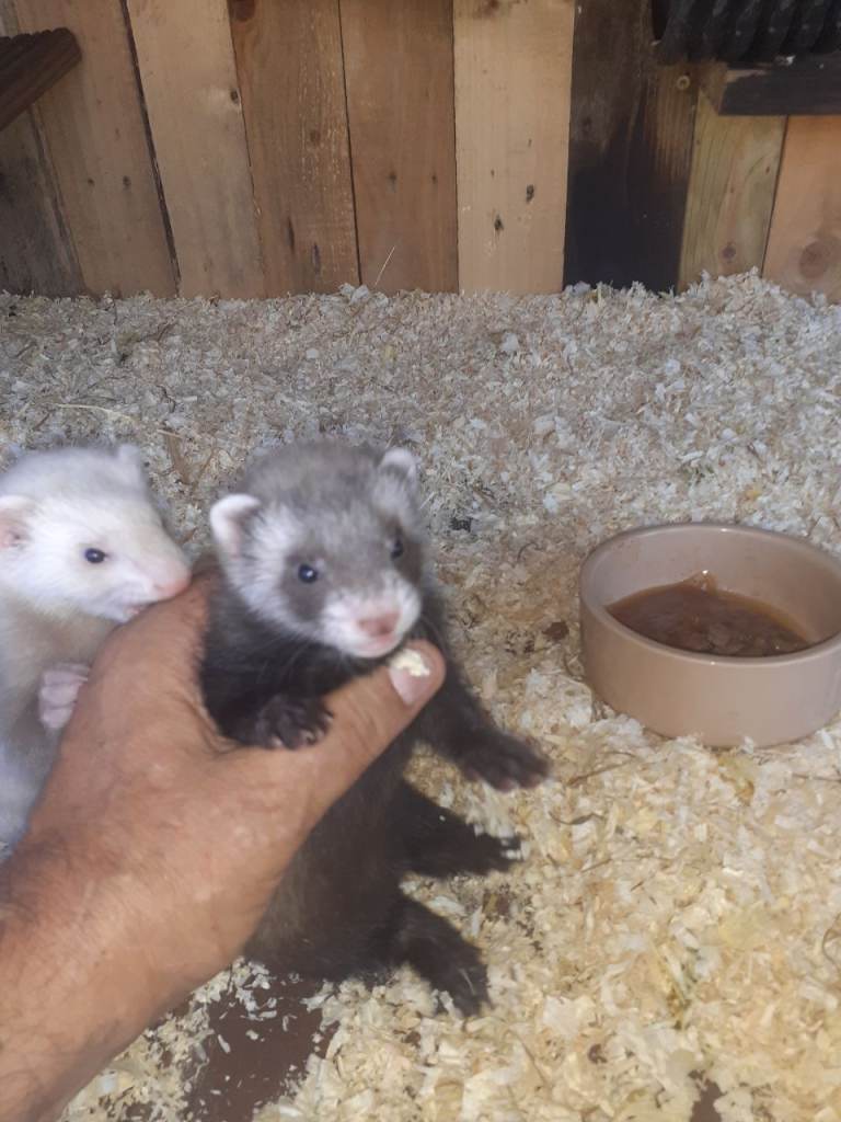 Baby ferrets 