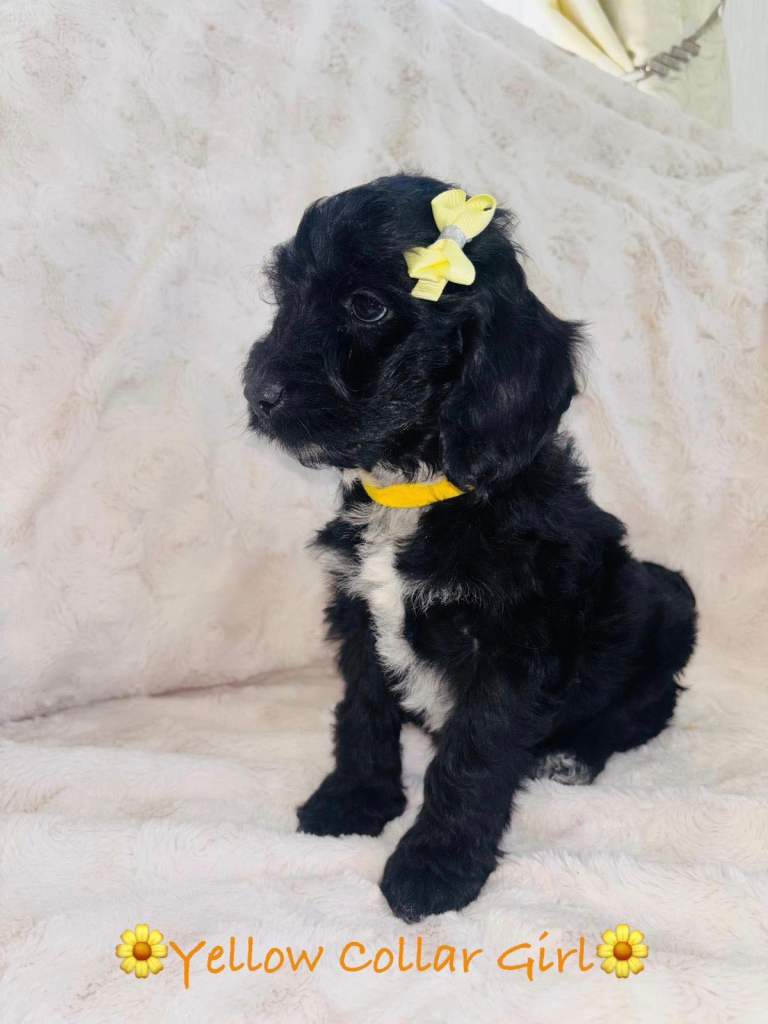 F1 Miniature Cockapoo Puppies - 1 girl Available 