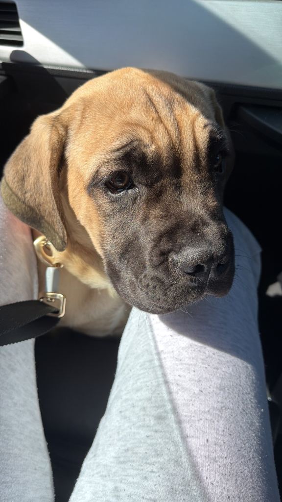 UGRENT- experienced buyer only cane corso x 