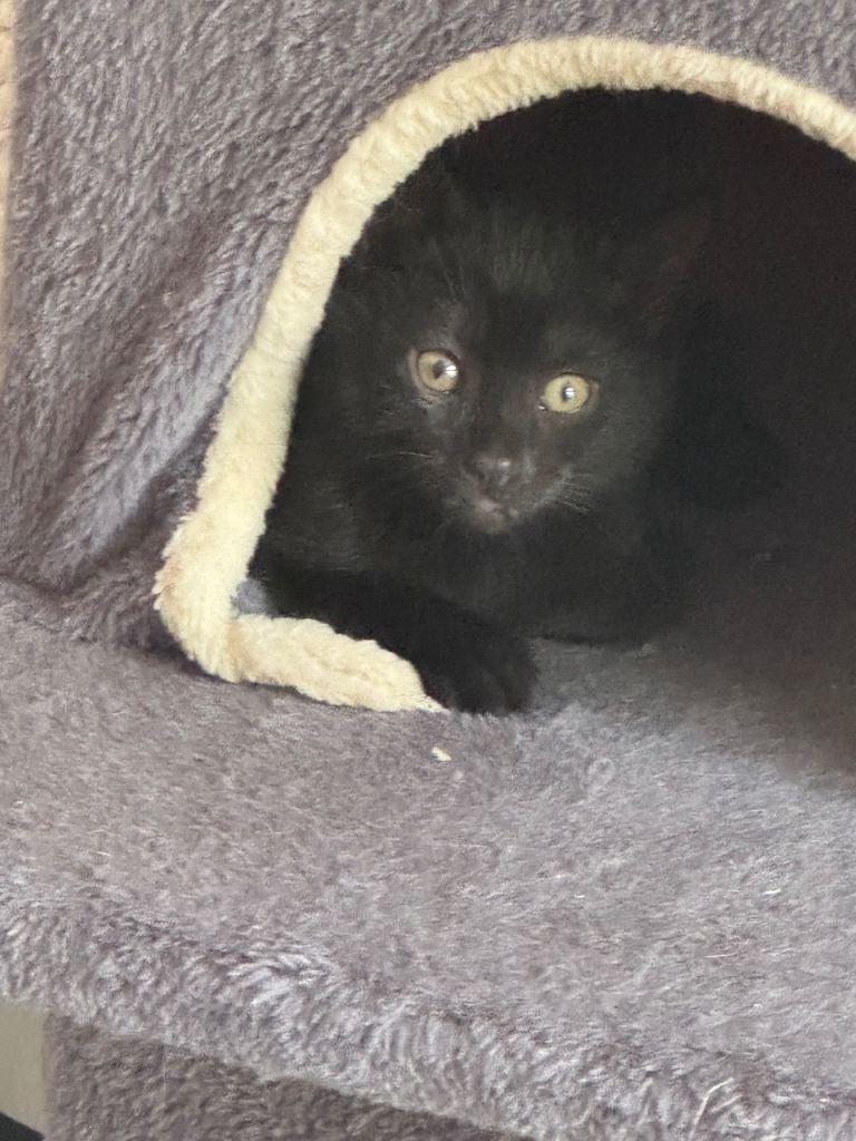 Kittens