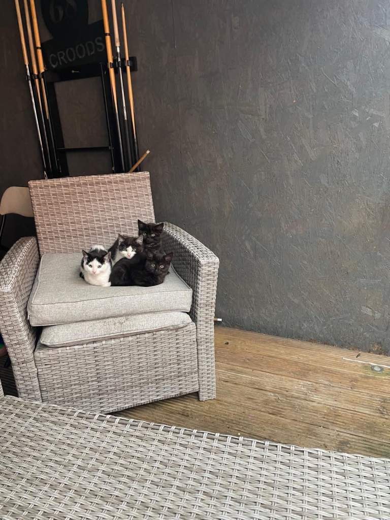 Cats 