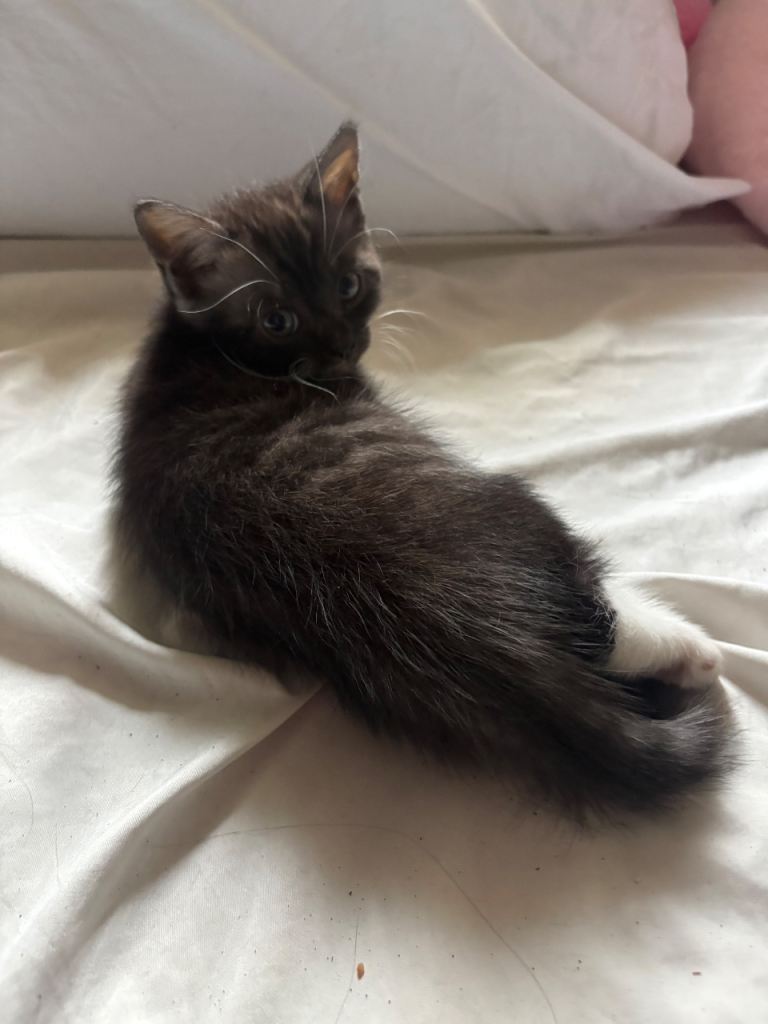 Tabby kitten black grey and white stripes 