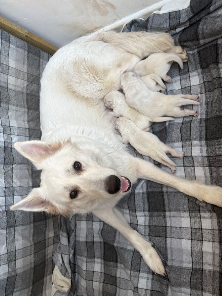 Beautiful German Shepherd puppies kc reg