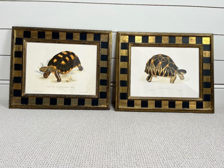 Pair of framed tortoise prints 