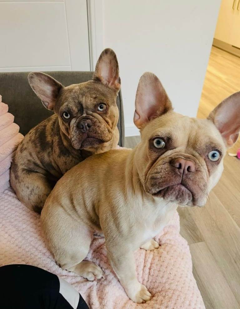 4 year old French Bulldog sisters 