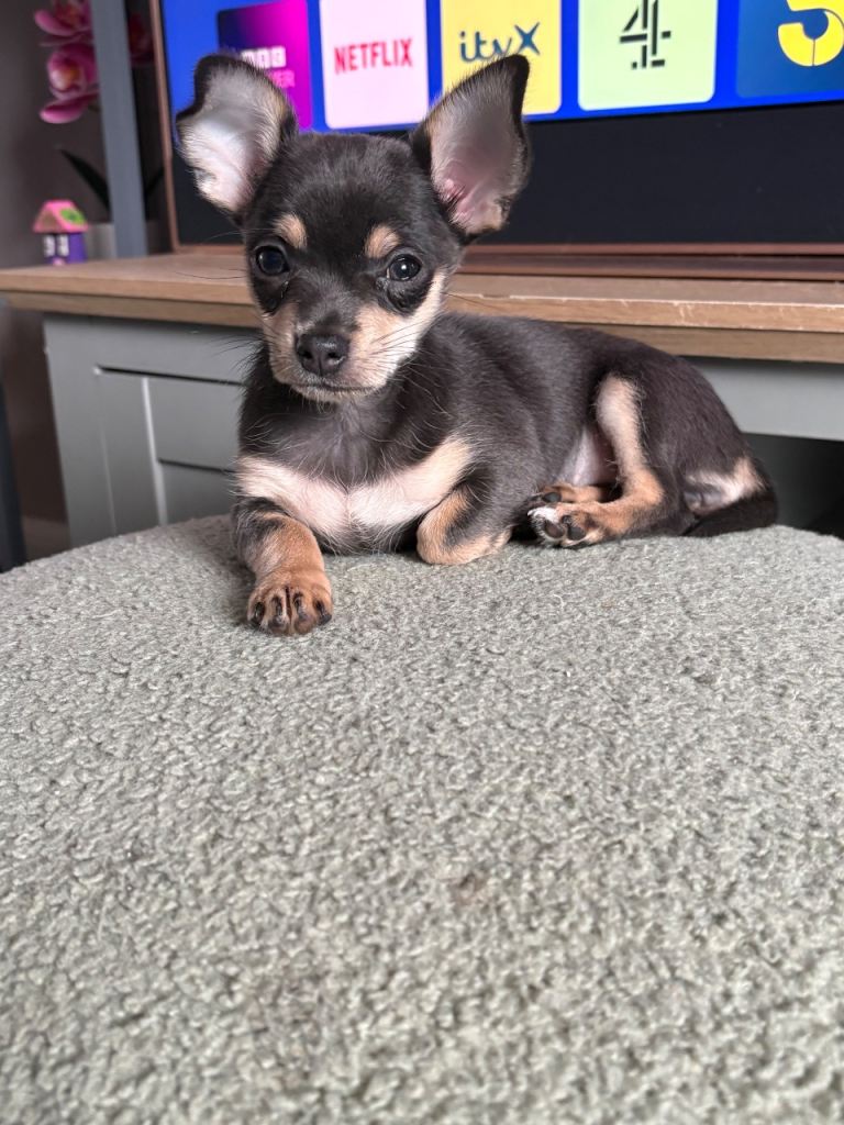 Chihuahua blue tri female 