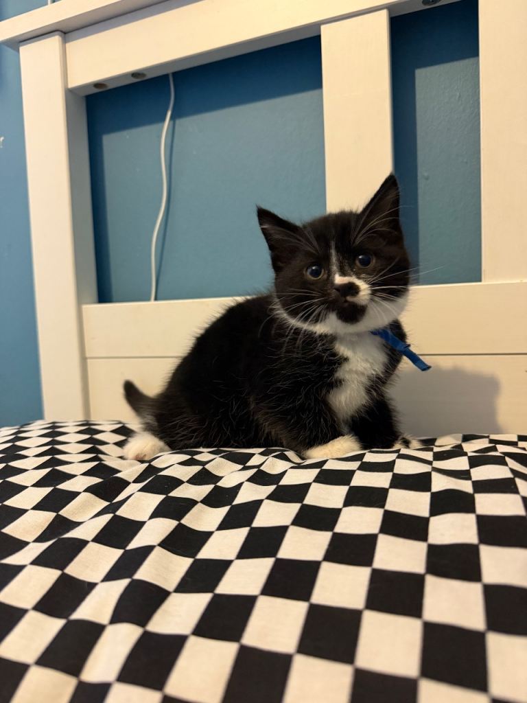 3 kittens left, reduced price!! 🐾