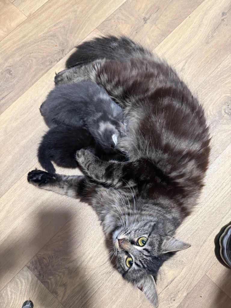 Half Main coons 