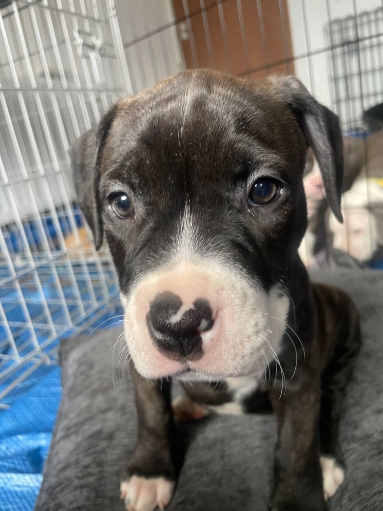 Standard American Bully Puppy 2 girls 🐶🐶