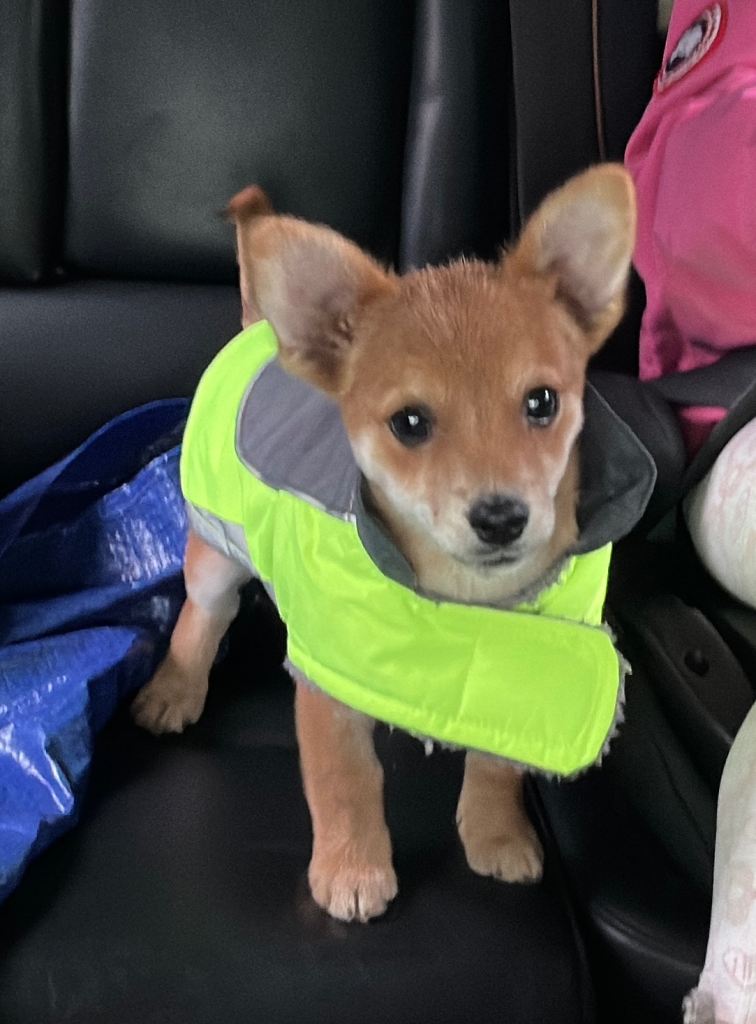Adorable Chihuahua Puppy Looking for a Loving Home