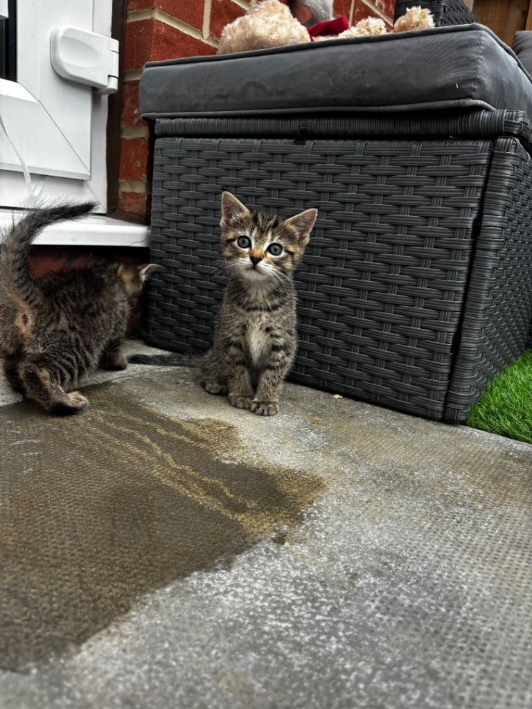 Kitten for sale 