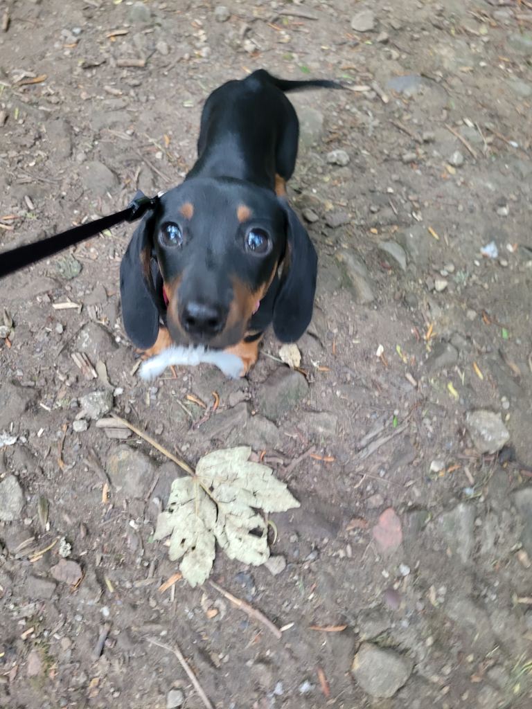 3mth old miniature dachshund 