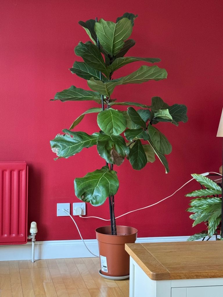 Fiddle Leaf Fig House Plant 150cm