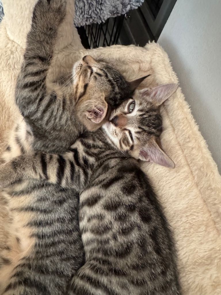 Two gorgeous bonded tabby male kittens   