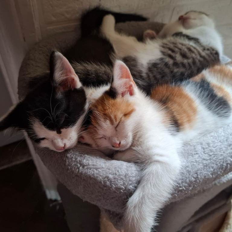 Adorable Kittens - Looking for Their Forever Homes!