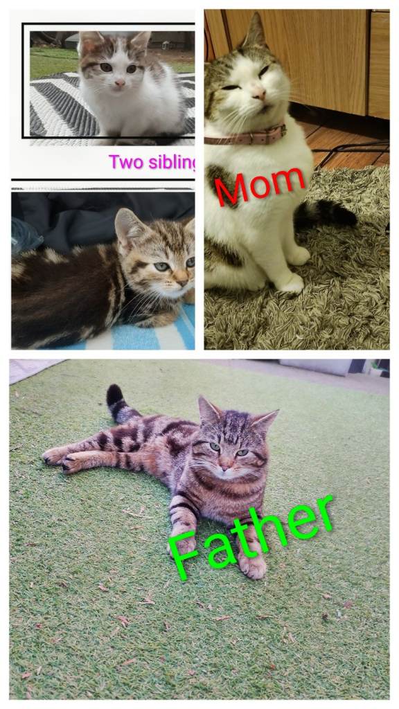 Small kitten for sale
