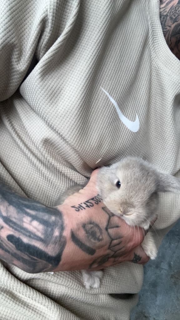 mini lops availbe
