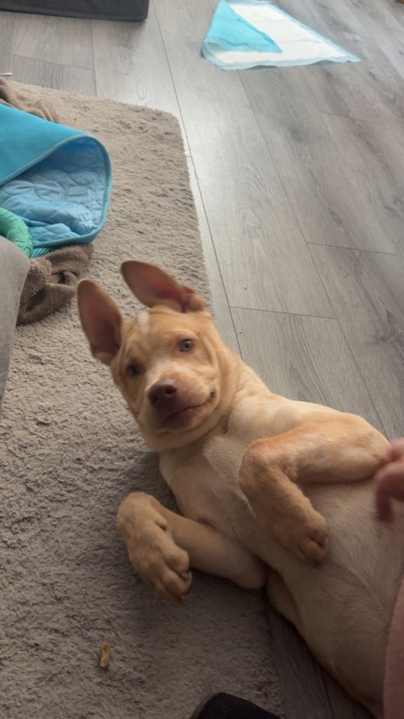 Dog 