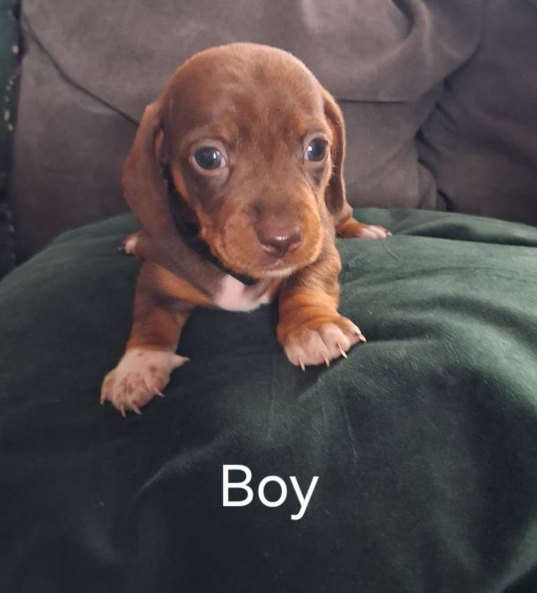 Daushund Puppies for sale 
