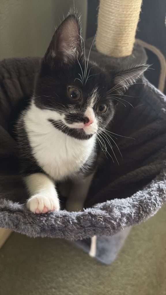 Two kittens 10 weeks old 