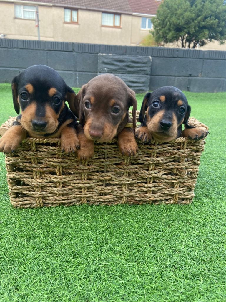 Beautiful girls mini Dachshunds 