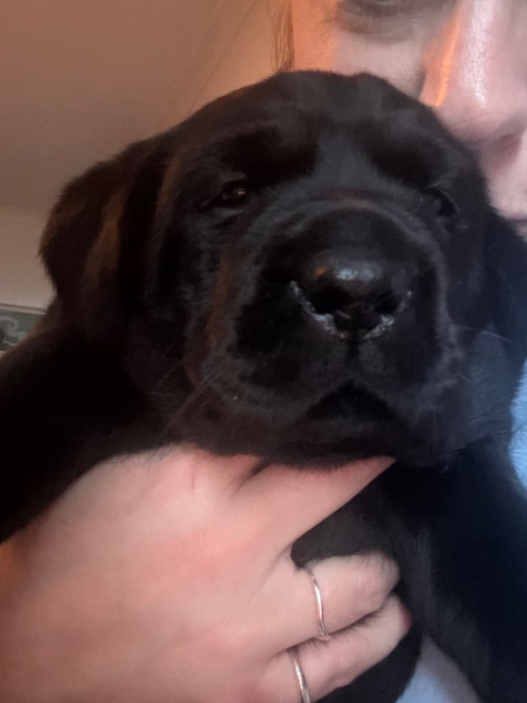 Black Labrador Puppies 