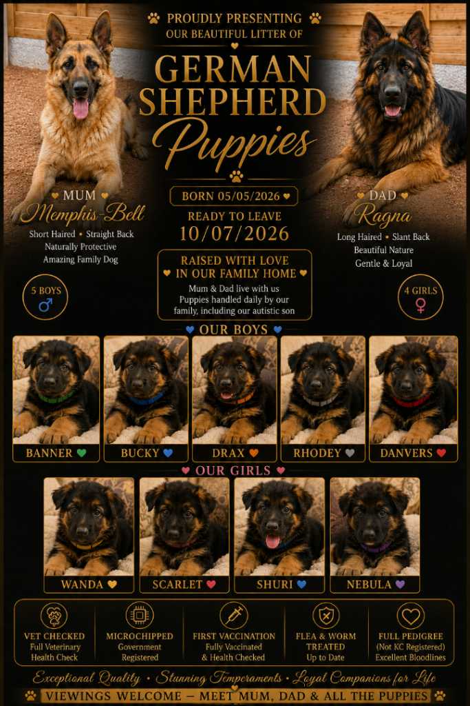 READY NOW – Stunning Full Pedigree German Shepherd Puppies 🐾