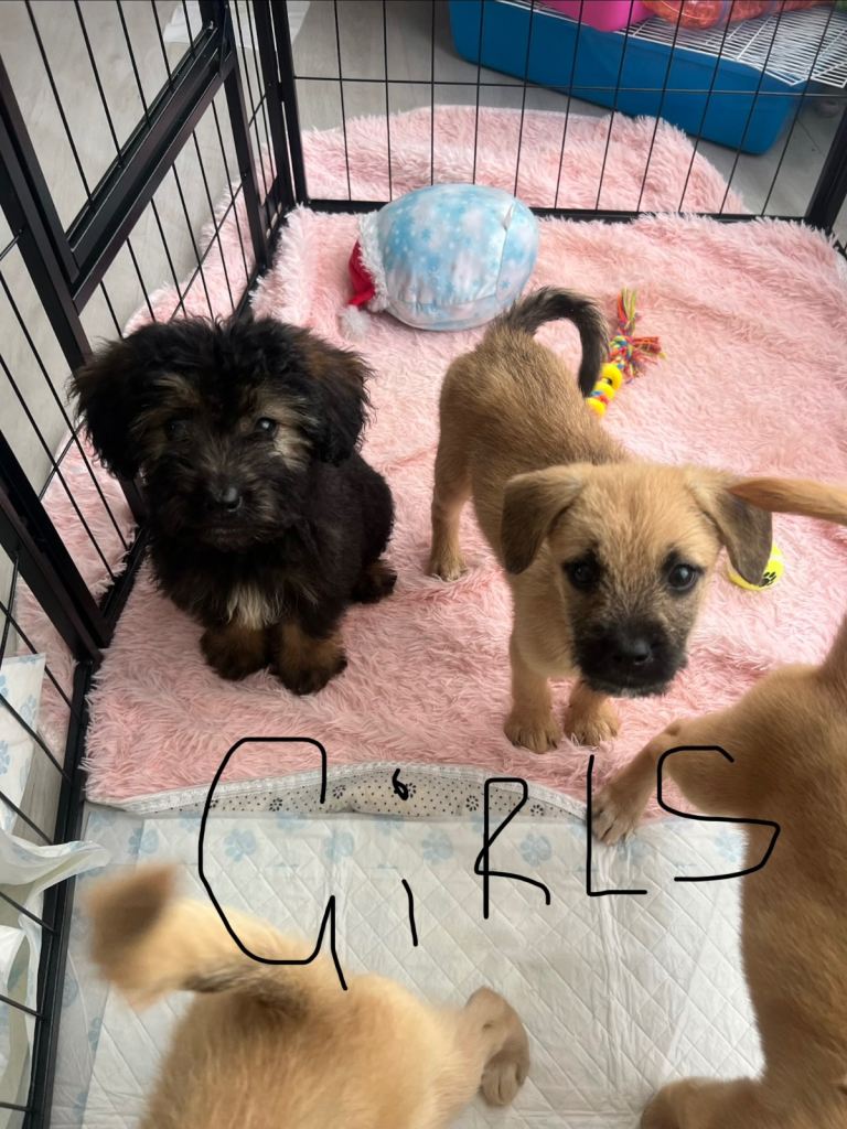 * 5 LEFT* READY TO LEAVE 7 beautiful Malkita x puppies with unique colours