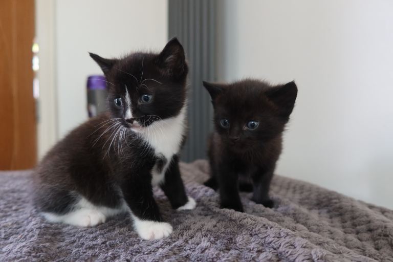 two beautiful kittens (one tuxedo and one all black)
