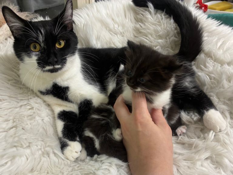 Turkish black and white angora kitten 