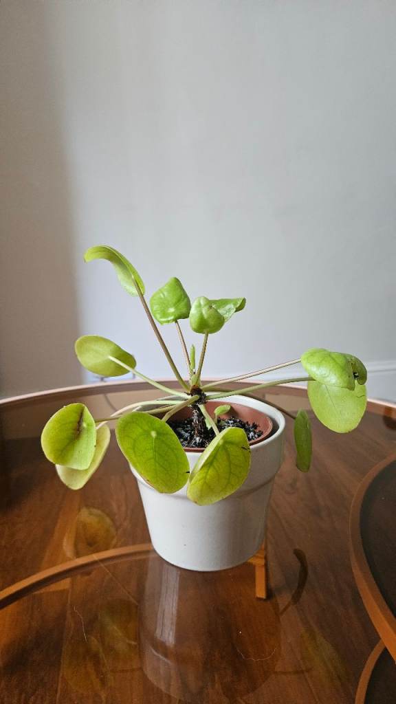 Healthy Pilea Plant in White Ceramic Pot