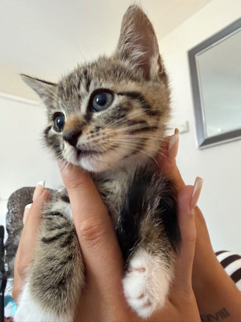Kittens for sale- ready for rehoming from today 