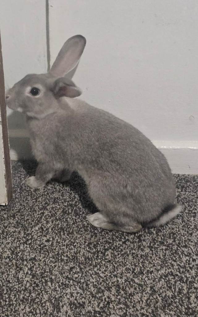 Female,unspayed,lilac rabbit 