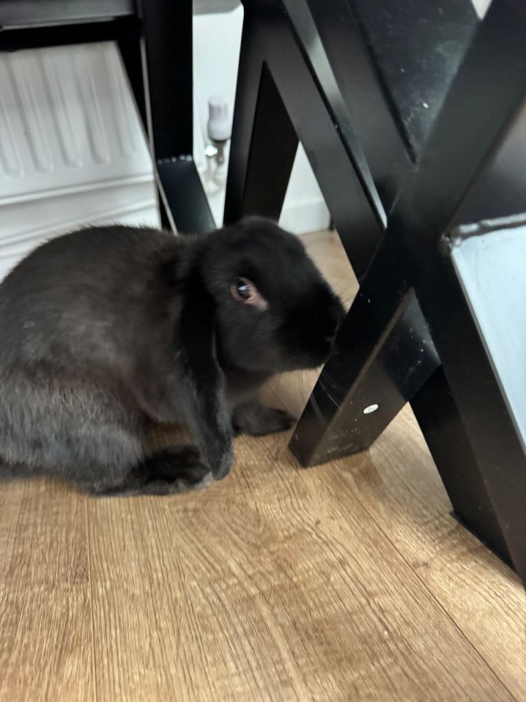 French lop bunny ready now